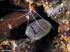 Gymnothorax unicolor