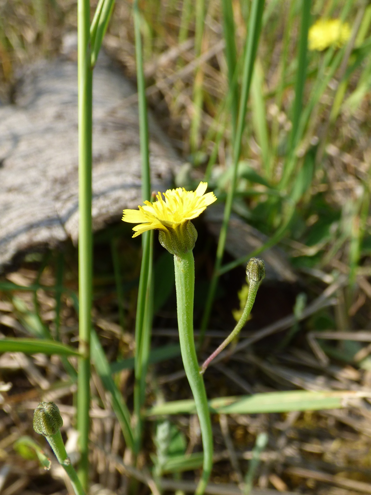 Arnoseris minima