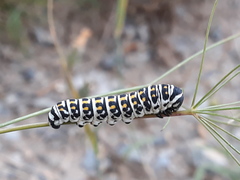 Papilio alexanor