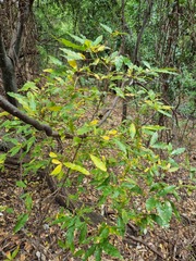 Ochna maguirei