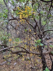 Ochna maguirei