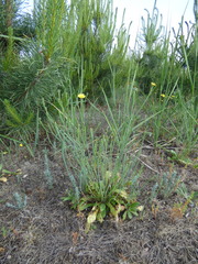 Arnoseris minima