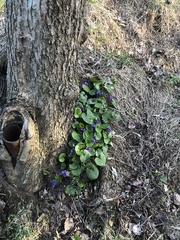 Viola odorata