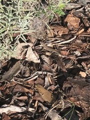 Lacerta agilis argus