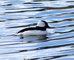 Bucephala albeola