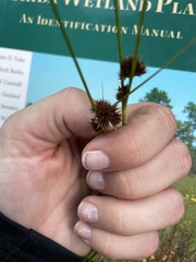 Rhynchospora fascicularis