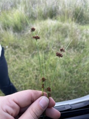 Rhynchospora fascicularis