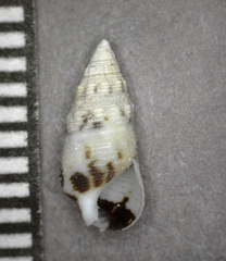 Cerithium egenum