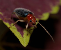 Trichobalya bowringii