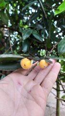 Myrciaria glazioviana