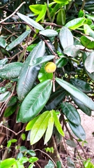 Myrciaria glazioviana