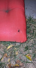 Latrodectus variolus