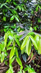 Myrciaria glazioviana