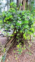 Myrciaria glazioviana