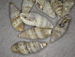Kermia pumila