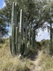 Lophocereus
