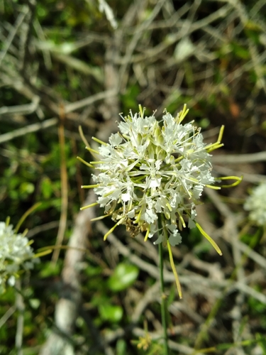 Image of Warea carteri by (c) Scott Ward, some rights reserved (CC BY)