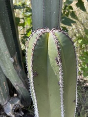 Lophocereus