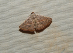 Eublemma gayneri