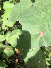 Ectoedemia platanella