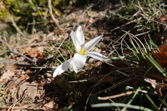 Crocus nevadensis