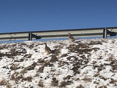 Phasianus colchicus pallasi