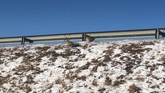 Phasianus colchicus pallasi