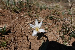 Crocus nevadensis