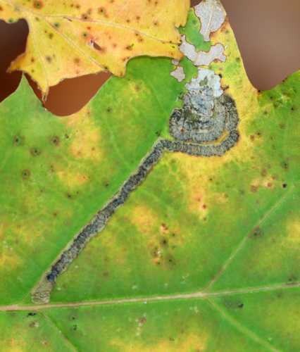 Stigmella nigriverticella
