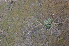 Eragrostis inamoena