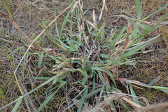 Eragrostis inamoena