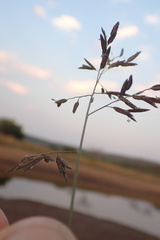 Eragrostis inamoena