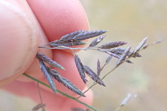 Eragrostis inamoena