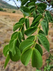 Strychnos cocculoides