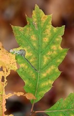 Stigmella nigriverticella