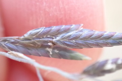Eragrostis inamoena