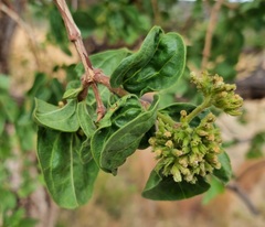 Strychnos cocculoides