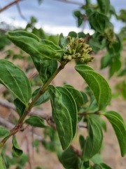 Strychnos cocculoides