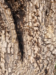 Strychnos cocculoides