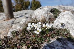 Draba dedeana