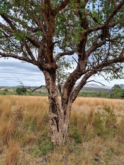 Strychnos cocculoides