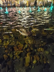 Anas platyrhynchos