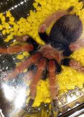 Brachypelma
