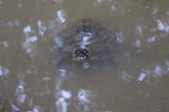 Trachemys grayi panamensis