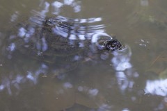Trachemys grayi panamensis