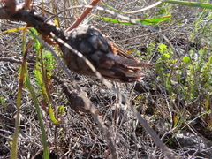 Protea pudens