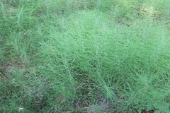 Equisetum pratense image
