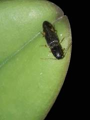 Conoderus semimarginatus