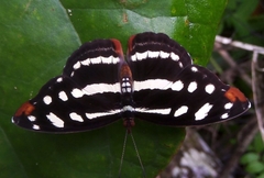 Catonephele mexicana