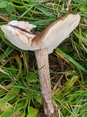 Melanoleuca grammopodia